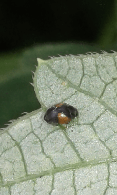 Tritoma bipustulata (Erotylidae)? Coccinellidae: cfr. Scymnus sp.